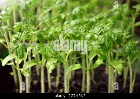 Nahaufnahme der grünen Tomatenpflanzen, die in der Anbaufläche wachsen. Selektiver Fokus. Konzept der eigenen Bio-Gartenarbeit. Stockfoto