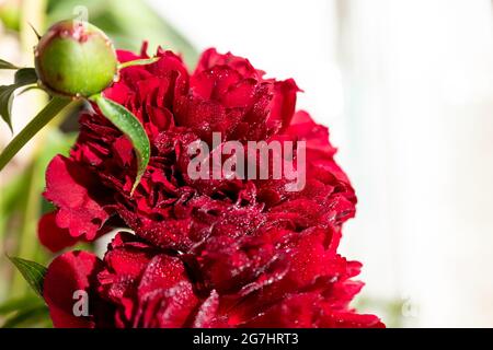 Bouquet von mauve Pfingstrosen auf einem Gartentisch.Blumenarrangement. Bouquet von roten Pfingstrosen, lat. Paeonia lactiflora in Vase auf weißem Hintergrund. Kopierraum Stockfoto