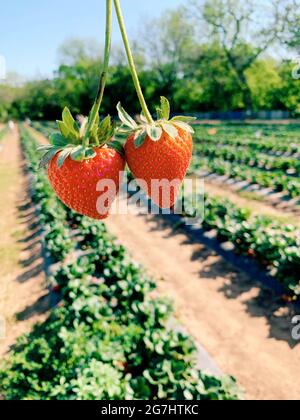 Erdbeerpflücken in Marble Falls, Texas Stockfoto