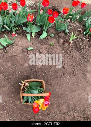 Tulip Farm in Marble Falls, Texas Stockfoto