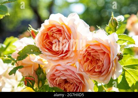 Zarte pfirsichfarbene Rosen in einem Garten, London, Großbritannien Stockfoto
