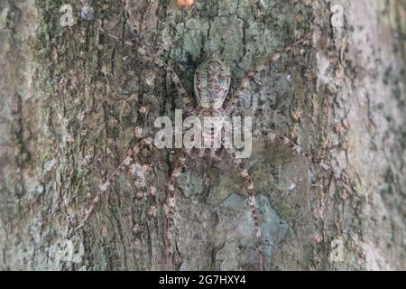 Nahaufnahme der Tarnung der Jagdspinne auf Baumstamm im Taman Negara National Park, Pahang Stockfoto