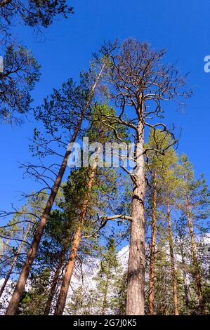 Schotten Kiefern in einem Urwald im Muddus Nationalpark, Schweden Stockfoto