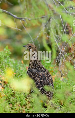 Weiblicher Schwarzer Birkhühner im Herbst mit gelben Blättern Stockfoto