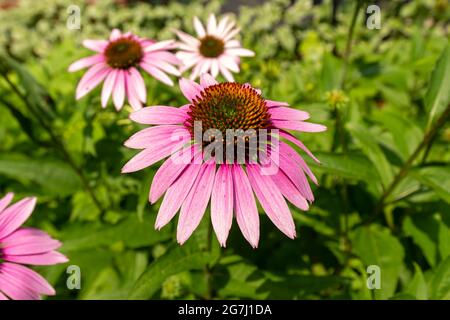 Lila Kegelblume blüht in einem Garten Stockfoto