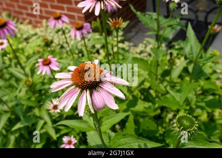 beetle bestäubt eine violette Kegelblume in einem Garten Stockfoto