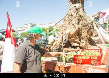 Der Fleck hat die Karawane „für eine Zukunft: Der Tod hat einen Preis“ veranlasst, die zum Landwirtschaftsministerium kommt, um Maßnahmen zu fordern, um die Schäden an den Kulturen zu lindern, die sowohl durch den Schneesturm Filomena als auch durch Wildtiere verursacht wurden. Union of Unions of Castilla la Mancha hat seit Sonseca eine Karawane geführt und ist schließlich vor den Toren des Landwirtschaftsministeriums angekommen. Die Agrarorganisation hat in den letzten Wochen bereits Proteste in Toledo veranstaltet und macht damit einen Schritt nach vorn, da die Regierungen keine Reaktion darauf erhalten haben, dass die Bauern eine hundertjährige tote Olive hinterlassen haben Stockfoto