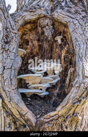 Mehrere weiße Pilze übereinander gestapelt, die in einem ausgehöhlten Baum wachsen, der mit Termiten und Ameisen befallen ist Stockfoto