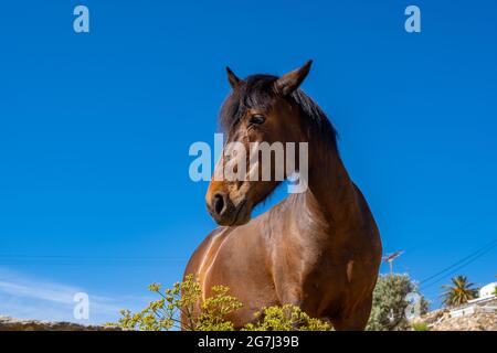 Braunes Pferd, Kopf mit schwarzem Haarprofil, Nahaufnahme. Blauer Himmel Hintergrund, Sommer sonnigen Tag Stockfoto