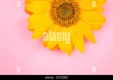 Gelbes Sonnenblumenmakro auf rosa Hintergrund aufgenommen Stockfoto