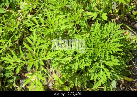 Amerikanische gewöhnliche Ragweed. Junge Büsche haben noch keine Ambrosia geblüht. Gefährliche Pflanze, Ambrosia Sträucher, die allergische Reaktionen verursacht Stockfoto