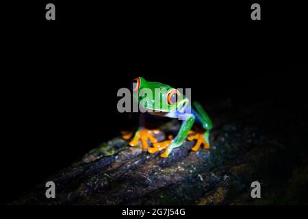 Rotaugen-Baumfrosch (Agalychnis callidyas) aus Costa Rica in der Nacht im Dschungel auf einem Baumzweig. Stockfoto