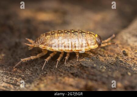 Gemeinsamen gestreiften Assel (Philoscia Muscorum) Stockfoto