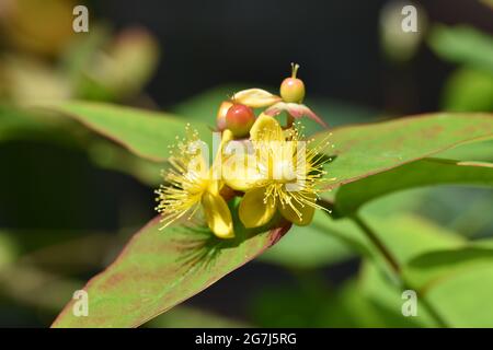 Hypericum androsaemum, auch als tutsan, Shrubby St. John's Wort oder süß-bernsteinfarben bezeichnet, ist eine blühende Pflanze aus der Familie der Hypericaceae Stockfoto