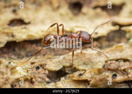 Wirbelsäulenaillierte Ameise (Aphaenogaster fulva) Stockfoto