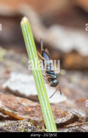 Eine weibliche Pteromalide Wasp (Roptrocerus sp.) auf der Spitze einer Nadel der Weißkiefer (Pinus strobus). Stockfoto