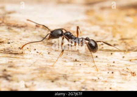 Wirbelsäulenaillierte Ameise (Aphaenogaster picea) Stockfoto