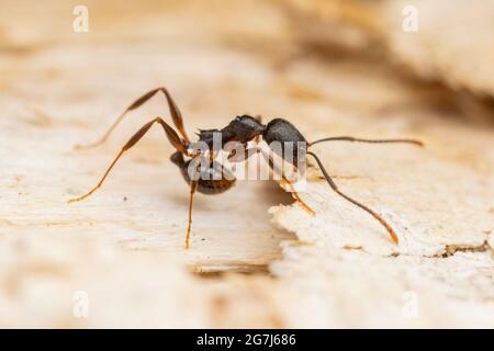 Wirbelsäulenaillierte Ameise (Aphaenogaster picea) Stockfoto