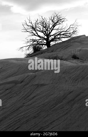 Einzelbaum Schwarz-Weiß-Bild Stockfoto