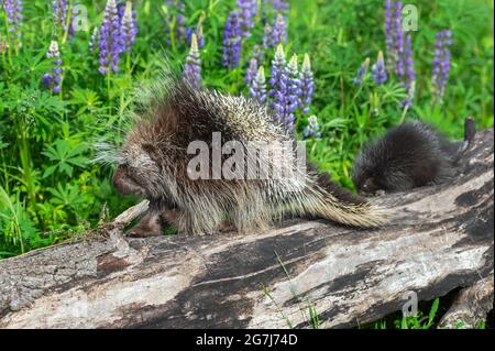 Stachelschwein (Erethizon dorsatum) folgt dem erwachsenen Stachelschwein auf dem Holzsommer - Gefangene Tiere Stockfoto