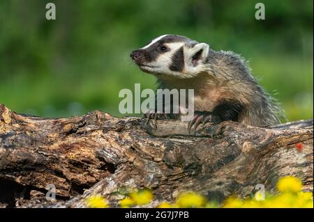 Nordamerikanischer Dachs (Taxidea Taxus) sieht auf den Holzklauen links ausgesetzt Sommer - Gefangenes Tier Stockfoto