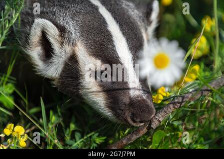 Nordamerikanischer Dachs (Taxidea Taxus) Kopf neben Flower Summer - Gefangenes Tier Stockfoto