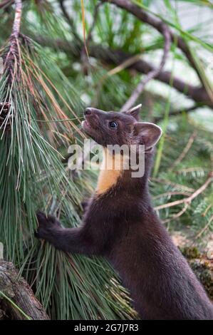 American Pine Marten (Martes americana) klettert auf Pine Bough Summer - ein gefangenes Tier Stockfoto