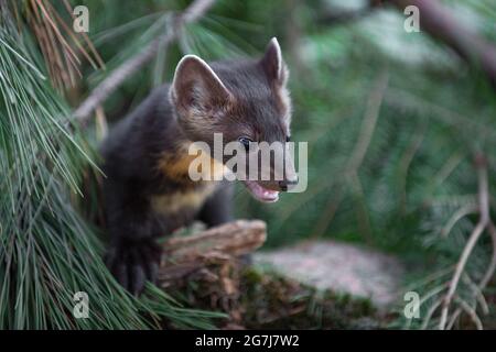 American Pine Marten (Martes americana) blickt vom Pine Summer herunter - Gefangenes Tier Stockfoto