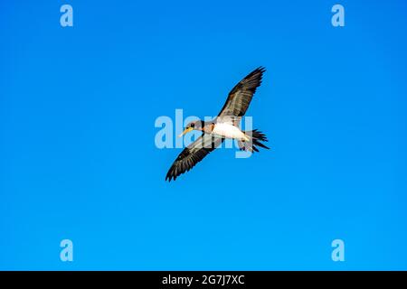 Tropische Seevögel fliegen mit offenen Flügeln und blauem Himmel dahinter Stockfoto