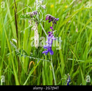 Getuftete Vätzchen, Vicia cracca, auch bekannt als Kuh-Vätzchen oder Vogelvetch, gezeigt mit Ranken zur Unterstützung durch das Greifen einer anderen Pflanze. Stockfoto