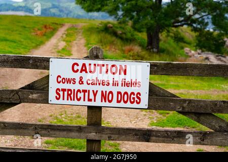 Melden Sie sich an der Farm Gate Warnung, dass keine Hunde erlaubt sind, weil Kühe und Kälber auf dem Feld, Isle of Bute, Argyll und Bute, Schottland, Großbritannien Stockfoto