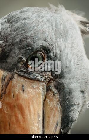 Eye of Shoebill, Balaeniceps rex, auch bekannt als Walehead. Der große große Vogel lebt im tropischen Ostafrika, hat einen riesigen, bolligen Schnabel und eine blau-graue Feathe Stockfoto