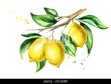 Zitronenzweig mit Früchten und Blättern. Aquarell handgezeichnete Illustration Stockfoto
