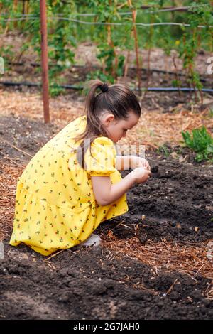 Profilportrait eines Kindes das Pflanzen, das Kind hilft Eltern und lernt im Garten Gemüse zu Pflanzen Stockfoto