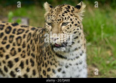 Amur Leopard oder Panthera pardus orientalis Stockfoto