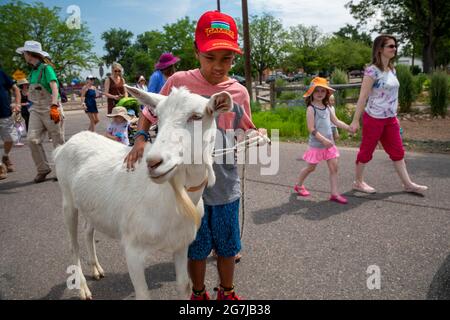 Wheat Ridge, Colorado - begleitet von bewundernden Kindern und Erwachsenen, Ziegen von 5 Kühlschränken Farm Parade zum Lewis Meadows Park, wo sie erlaubt werden Stockfoto