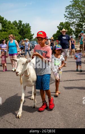 Wheat Ridge, Colorado - begleitet von bewundernden Kindern und Erwachsenen, Ziegen von 5 Kühlschränken Farm Parade zum Lewis Meadows Park, wo sie erlaubt werden Stockfoto