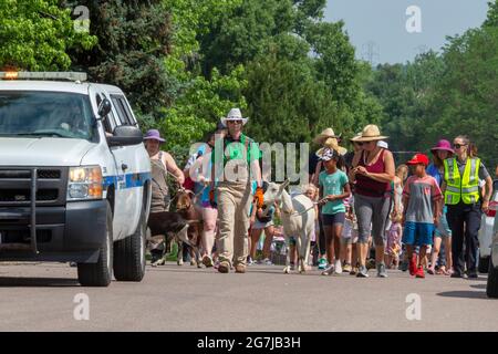 Wheat Ridge, Colorado - begleitet von bewundernden Kindern und Erwachsenen, Ziegen von 5 Kühlschränken Farm Parade zum Lewis Meadows Park, wo sie erlaubt werden Stockfoto