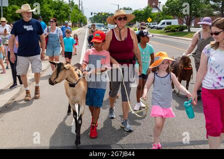 Wheat Ridge, Colorado - begleitet von bewundernden Kindern und Erwachsenen, Ziegen von 5 Kühlschränken Farm Parade zum Lewis Meadows Park, wo sie erlaubt werden Stockfoto