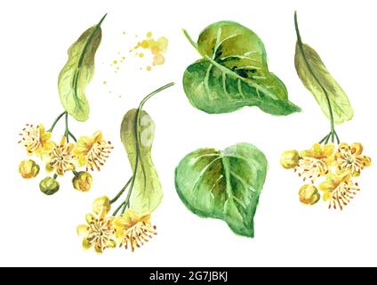 Frische Lindenblüten und Blätter gesetzt. Handgezeichnete Aquarelldarstellung isoliert auf weißem Hintergrund Stockfoto
