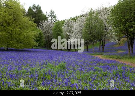 Ein Teppich aus Bluebells in den Clent Hills in Clent Worcestershire, England Stockfoto