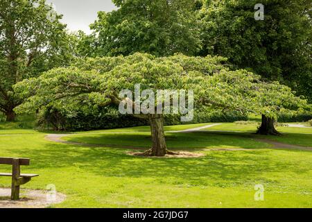 Kirschbaum- oder Prunuswerk im Tralee Town Park, Tralee, County Kerry, Irland Stockfoto