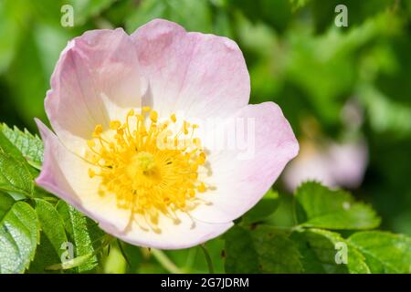 Nahaufnahme einer blühenden Hunderose (rosa canina) Stockfoto