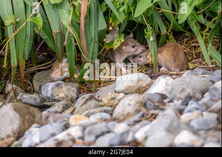 Zwei braune Ratten. Rattus norvegicus. Nagetiere finden sich häufig auf der Nahrungssuche. Wildtiere. Stockfoto