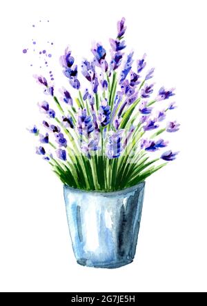 Lavendelbouquet in einem Eimer. Aquarell handgezeichnete Illustration, isoliert auf weißem Hintergrund Stockfoto