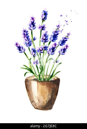 Lavendel blüht im Topf. Aquarell handgezeichnete Illustration, isoliert auf weißem Hintergrund Stockfoto