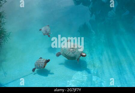 Mutter Schildkröte schwimmend in einem Teich mit zwei Babyschildkröten Stockfoto