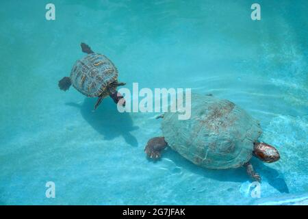 Mutter Schildkröte schwimmend in einem Teich mit einem kleinen Baby Stockfoto