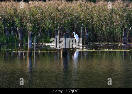 Einsamer Reiher, der auf dem Teich sitzt Stockfoto