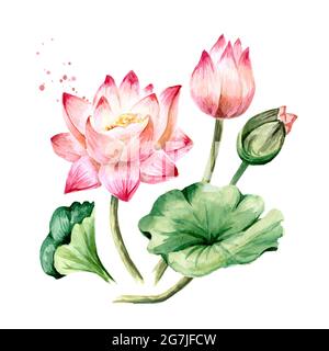 Bouquet von rosa Lotusblumen mit grünen Blättern. Handgezeichnete botanische Aquarellillustration, isoliert auf weißem Hintergrund Stockfoto